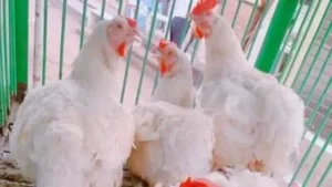 أسعار الدواجن في كفر الشيخ تتصدر السوق بكيلو الفراخ البيضاء عند 66 جنيهًا